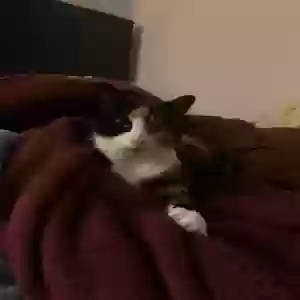 adoptable Cat in Brookfield, CT named Pumpernickel