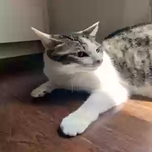 adoptable Cat in Alpharetta, GA named Oliver Campfire