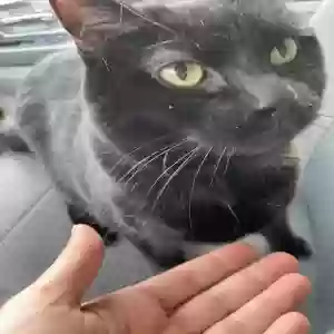 adoptable Cat in Grand Rapids, MI named Zeva