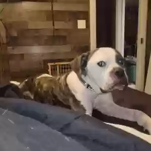 adoptable Dog in Lenoir City, TN named Nala