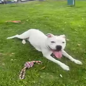 adoptable Dog in Dallas, TX named Chloe