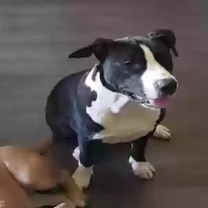 adoptable Dog in Stone Mountain, GA named Blak