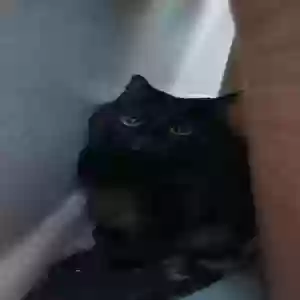 adoptable Cat in Huntington Beach, CA named Unknown