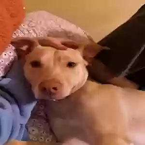 adoptable Dog in Columbus, GA named Bella