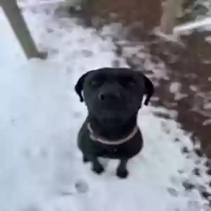 adoptable Dog in Tipton, OK named Harvey