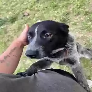 adoptable Dog in Elk City, OK named Thumper