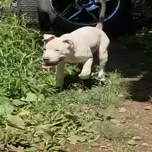 adoptable Dog in Roanoke, VA named Coco