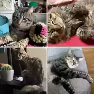 adoptable Cat in Henrico, VA named Jasper