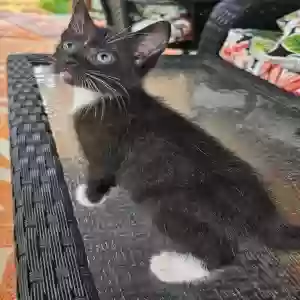 adoptable Cat in Covington, GA named None-7 week old kittens/actually 2 boys and 2 girls