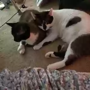 adoptable Cat in Oklahoma City, OK named Rex and Alexander