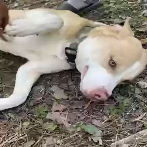 adoptable Dog in Decatur, GA named Charlie