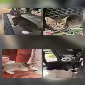 adoptable Cat in Covington, GA named Fostering kittens 2 females 2 males