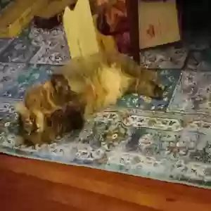 adoptable Cat in Haddam, CT named Kiki