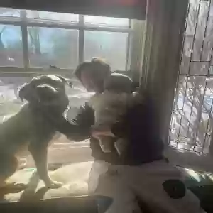adoptable Dog in Cleveland, OH named Frankie