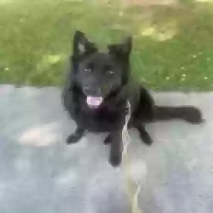 adoptable Dog in Loganville, GA named Unknown