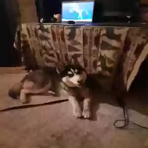adoptable Dog in Black Canyon City, AZ named Wynonna
