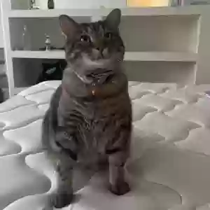 adoptable Cat in Decatur, IL named Theodore