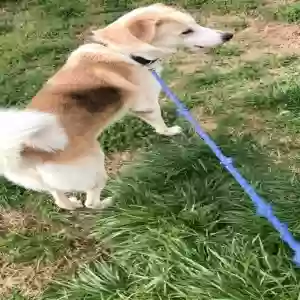 adoptable Dog in Greensboro, NC named Rook