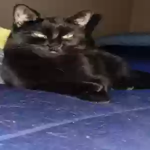 adoptable Cat in Saint Clair Shores, MI named Unknown