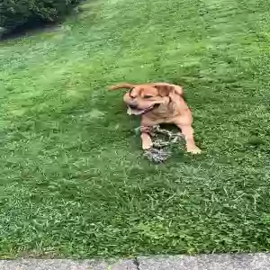 adoptable Dog in Bristol, CT named Rocky