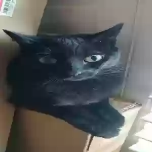 adoptable Cat in Huntington Beach, CA named Unknown