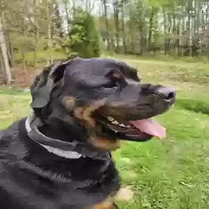 adoptable Dog in Wyoming, PA named Jameson