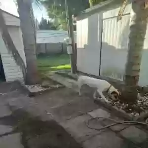 adoptable Dog in North Fort Myers, FL named Whiskey