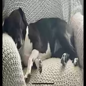 adoptable Dog in Cleveland, GA named Stella
