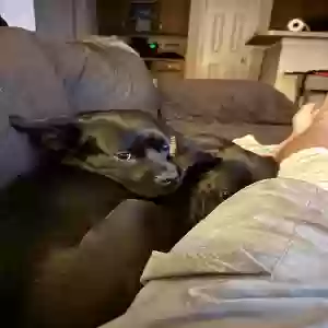 adoptable Dog in Woodstock, GA named CHUCK AND BECKHAM