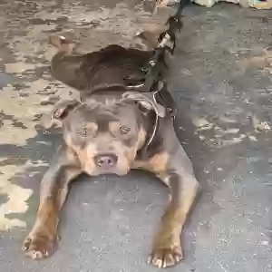 adoptable Dog in Milford, DE named Moon