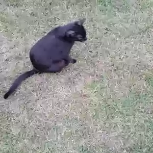 adoptable Cat in Florala, AL named Midnight