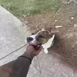 adoptable Dog in Atlanta, GA named Leo El Chapo