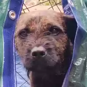 adoptable Dog in Atlanta, GA named Otis