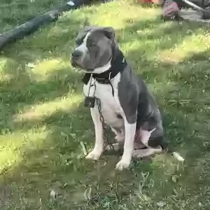 adoptable Dog in Stone Mountain, GA named Clips