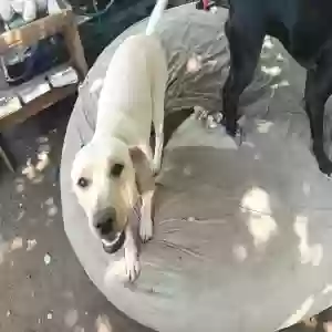adoptable Dog in Phoenix, AZ named Unnamed