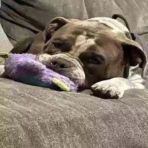 adoptable Dog in Elk Grove Village, IL named Murphy