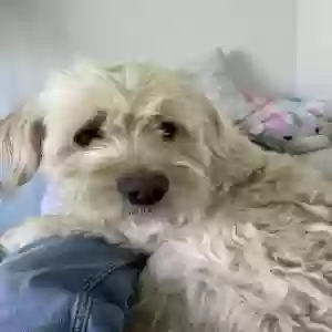 adoptable Dog in Grand Rapids, MI named Biscuit