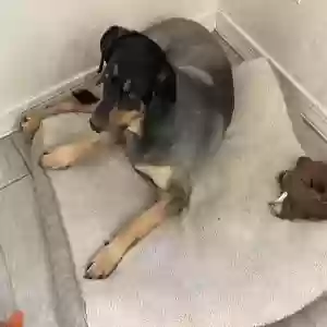 adoptable Dog in Mesa, AZ named Star