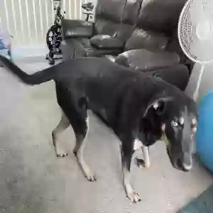 adoptable Dog in Mesa, AZ named Sky