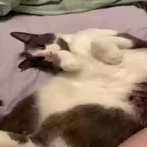 adoptable Cat in Kalamazoo, MI named Totoro
