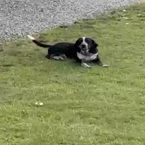 adoptable Dog in Brandon, MS named Rex