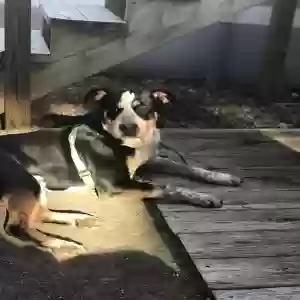adoptable Dog in Mobile, AL named Brewster