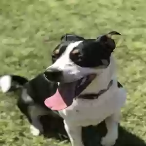adoptable Dog in Mobile, AL named Paisley