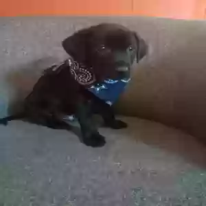 adoptable Dog in Grenada, MS named No name