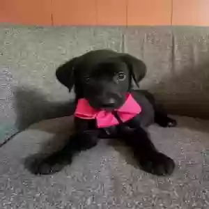 adoptable Dog in Grenada, MS named No name