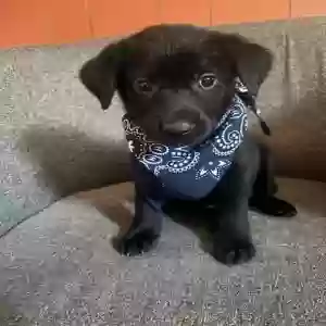 adoptable Dog in Grenada, MS named No name