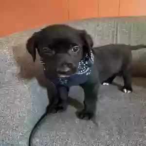 adoptable Dog in Grenada, MS named No name