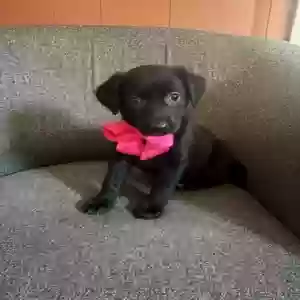 adoptable Dog in Grenada, MS named No name