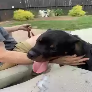 adoptable Dog in Plainfield, NJ named Logan