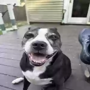 adoptable Dog in Arnold, MD named Miracle